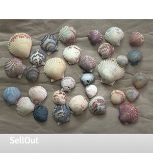 30 Assorted Pacific Ocean Scallop Seashells from Huntington Beach Ca Hand picked